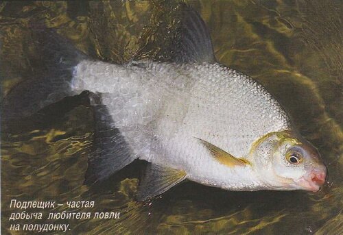 ����� � ���� ����