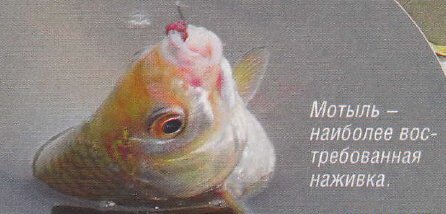 ������� �����