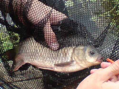 ������� ������