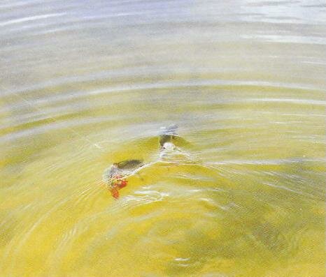 ����� �����������