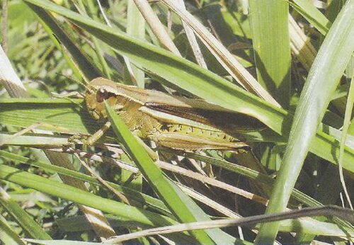 ����� �����������