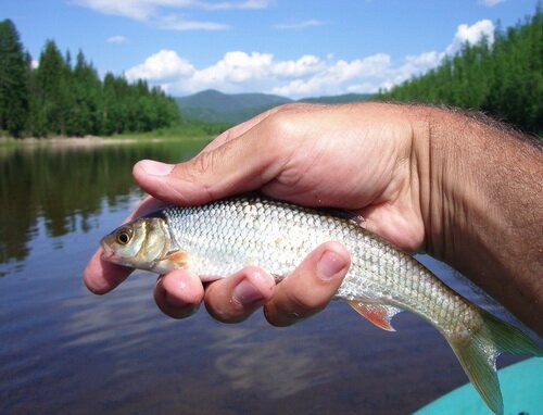 ����� ����� ���� �� ��������