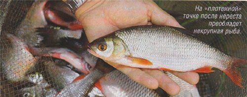 ����� ����� ���� �� ��������